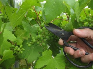 Thinning grapes