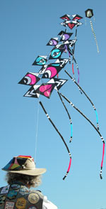 Kites on Bondi beach